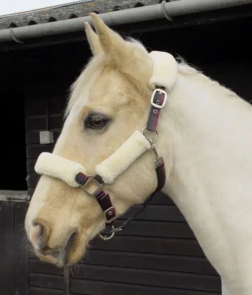 Windsor fur trimmed headcollar - FULL