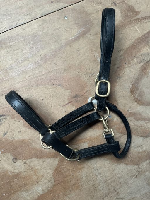 PONY black leather head collar with brass metal work